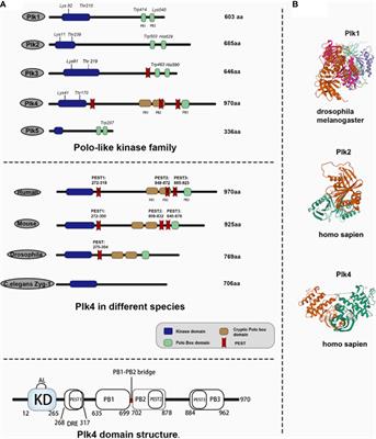 Polo-Like Kinase 4’s Critical Role in Cancer Development and Strategies for Plk4-Targeted Therapy